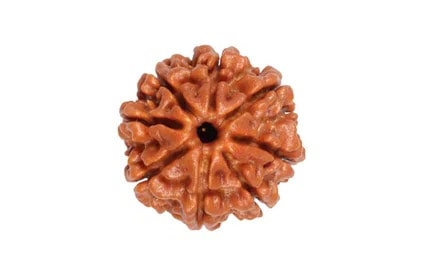 आठ मुखी रुद्राक्ष