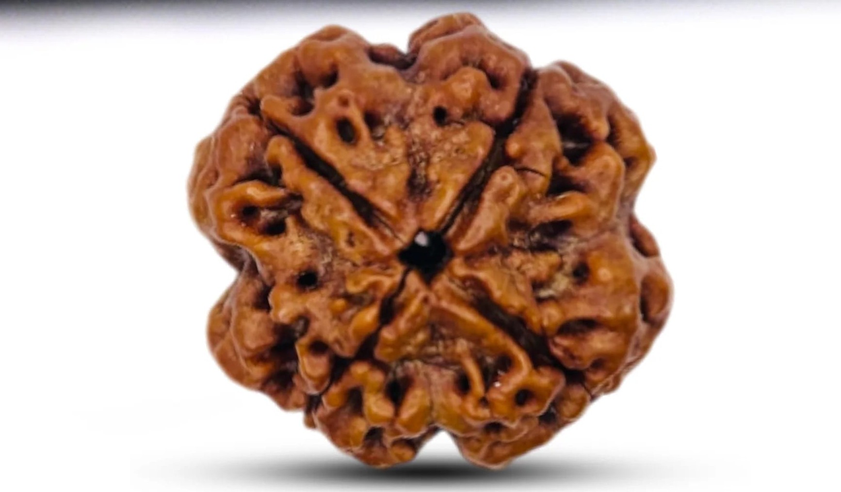 चार मुखी रुद्राक्ष