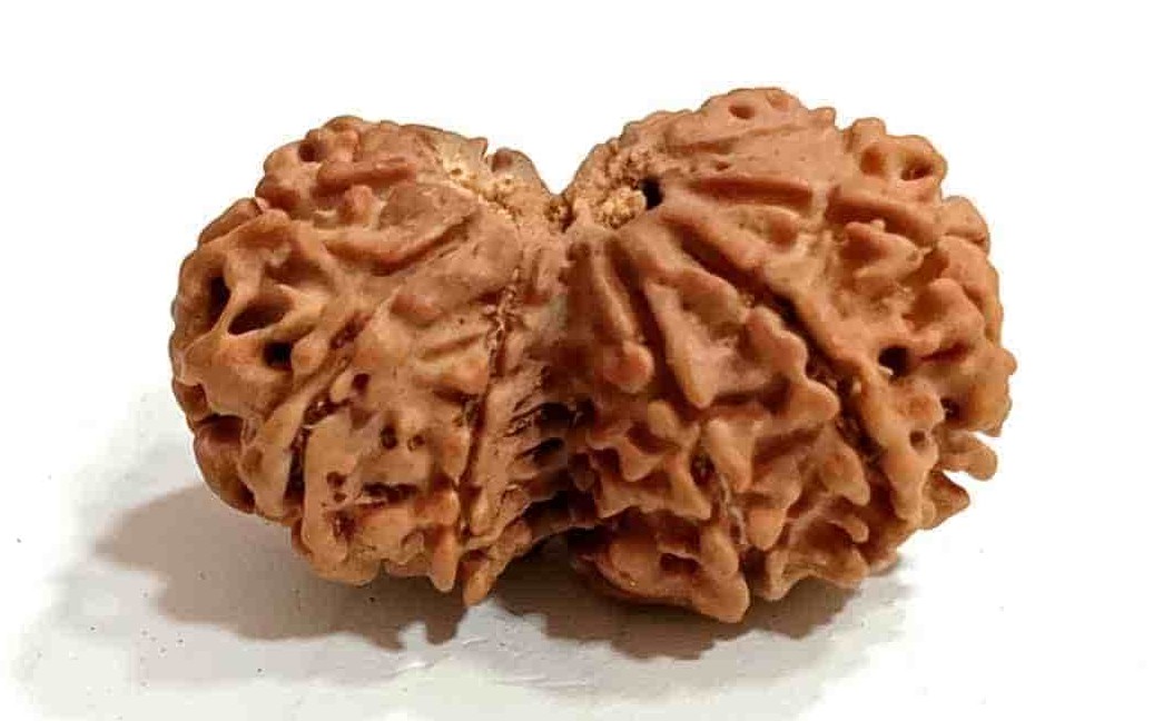 गौरी शंकर रुद्राक्ष