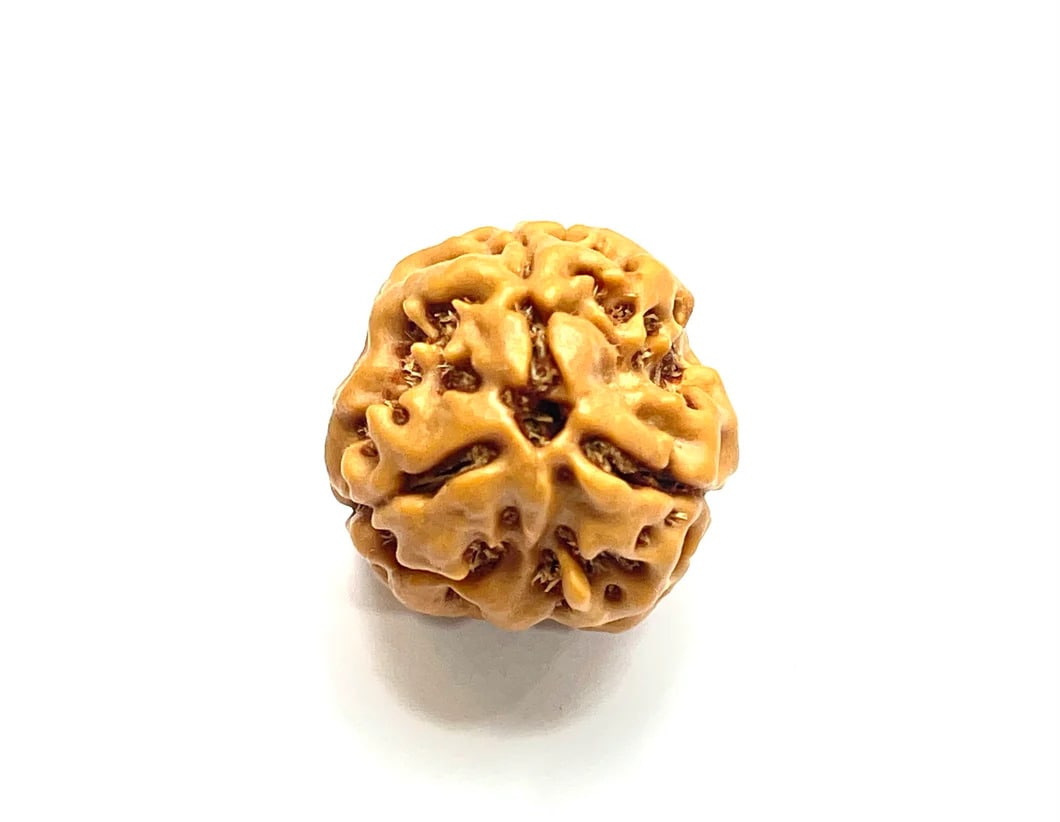 तीन मुखी रुद्राक्ष